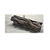 Grota reproducere ancistrus  butuc-16cm